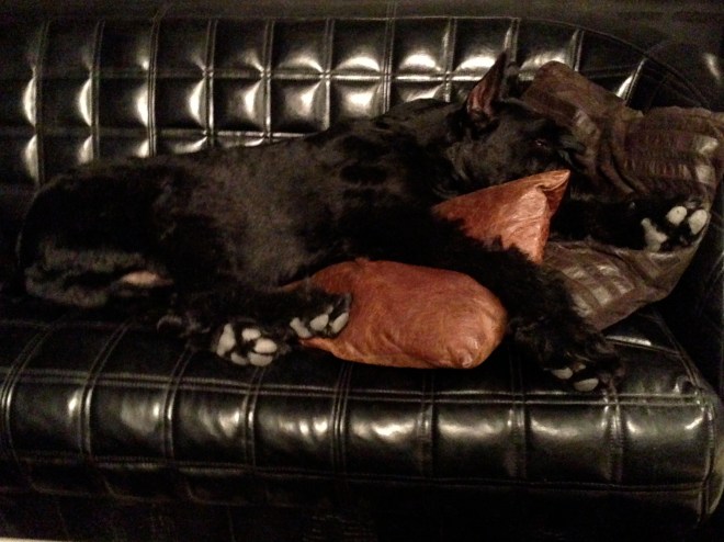 Iber-Giant-Schnauzer-sleeping